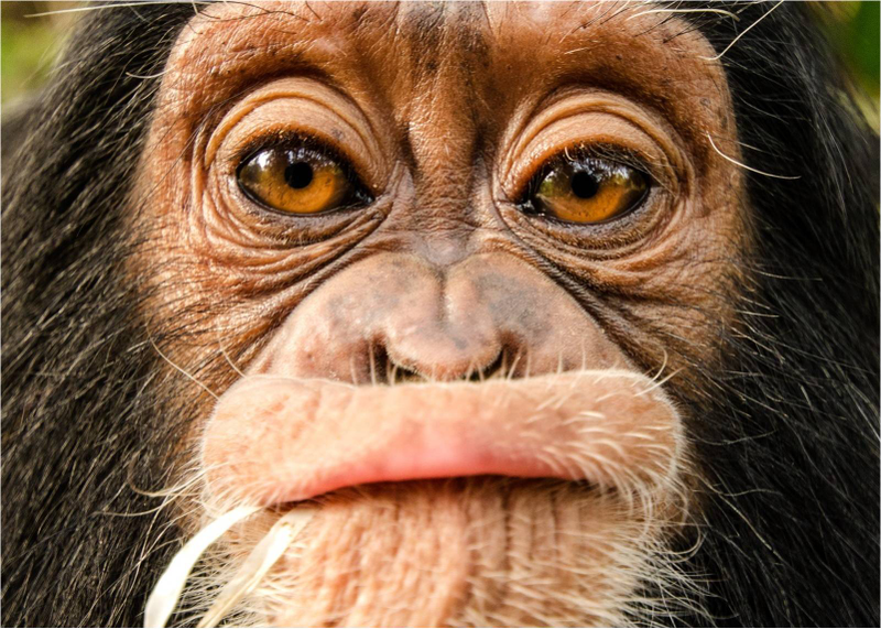 Illustration for article titled Las mejores fotos del mundo en 2013